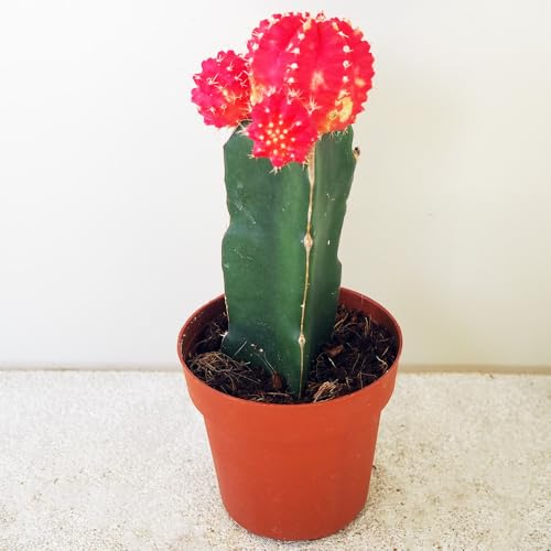 サボテン 花牡丹モンスト錦 接木苗 観葉植物