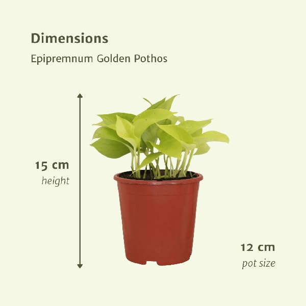 Efeutute Epipremnum Golden Pothos Zimmerpflanze 4 Pflanzen Ø12 cm H15 cm