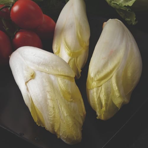 Organic Witloof Chicory Zoom Seeds Fast Growing Tender Leaves Crisp Salad Cooking Easy Sow Winter Crop Home Garden Hardy Organic 1x Seed Packet by Thompson and Morgan