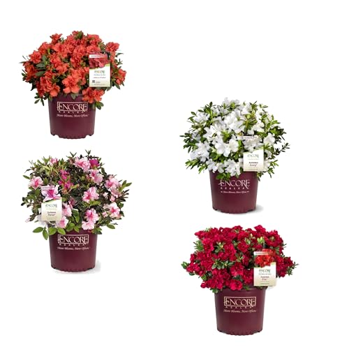 Set de Cuatro Unidades de Rhododendron Natural - Azalea Plantas de Exterior
