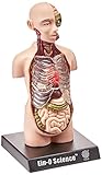 TeDCo Bio Signs Human Anatomy - Torso