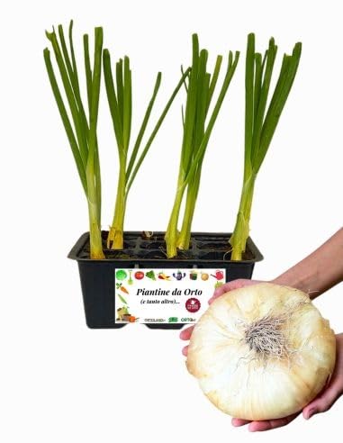 P. Piantine da Orto | Cipolla Giarratana, Pianta da Orto o Balcone Pronta al Trapianto, Kit da 9...