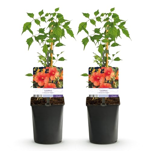 GreenboutiQ - Fleur de Trompette - Campsis radicans Madame Galen - Fleur Orange - Peu d'entretien - 2 plantes - Pot 11cm Hauteur 40cm