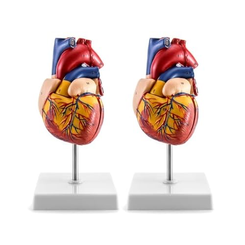 QWORK Menschliches Herzmodell, 2 Stück, anatomisch genau, nummeriert, 2-teiliges lebensgroßes Herz-Medizinmodell mit 34 anatomischen Strukturen, zusammengehalten mit Magneten auf der Basis