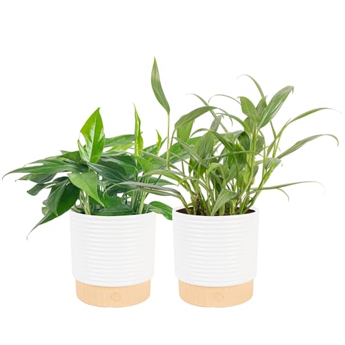 Image of Costa Farms Live Pothos Plants in Decorative Pots, Easy to Maintain Vining Plant, Air Purifying Indoor Houseplants, Room or Office Decor, House Warming Gift, 12-14 Inches Tall, Pack of 2