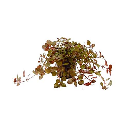 Aqua Essentials Ludwigia palustris