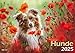 Hund und günstig Kaufen-Hunde 2025 Bildkalender A3 quer - Natalie Große