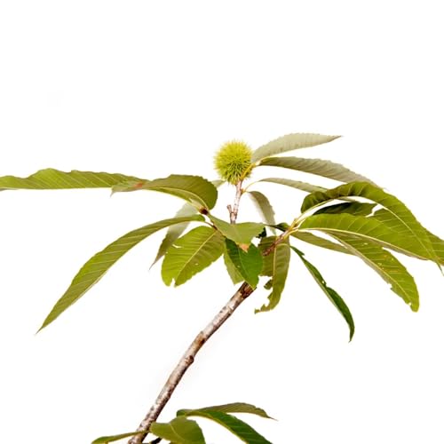 AMK Jardinagem e Paisagismo, Muda de Castanha Portuguesa 20 a 40cm AMK - Plantas Online