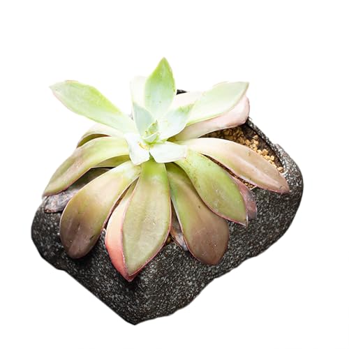 ������ ���� ���� ���_�J �� ���_�J�� ���@�� ���k�A�ؔ��A�� �T ���� �X�̗t���[�^�X���R�C���O���X�O���[���J�^�c�����K�[�f����^�A�ؔ� ������� ���@�� ������ �x�����_���r���O (�X�^�C��5)