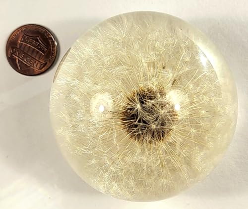 Image of 60mm Real Dandelion inchSnowflake Flower inch in Crystal Clear Lucite Resin Sphere Specimen Paperweight Botanist Herb Herbarium Collection for Botany Science Education Desk Ornament Display Christmas Gift