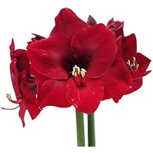 Mandela Dark Red Amaryllis Bulb Large Bulb for Planting, 4-8 Blooms, 1624" Tall Elegant Indoor & Outdoor Plant Ideal for Seasonal Decor Low-Maintenance Amaryllis Bulb Not in Wax