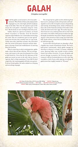 Outback: The Amazing Animals of Australia: A Photicular Book (Photicular)