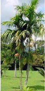 Areca triandra Palm 10 Seeds