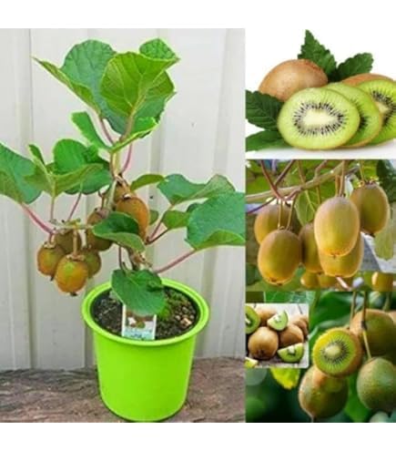 Image of All-Time12 Months Hybrid Grafted Guti Kolom Live Fruit Plant Original & Authentic Organic Tree for Outdoor Fast-Growing Fruit Plant Home Pack Of-1 (Kiwi Fruit Plant, Medium)