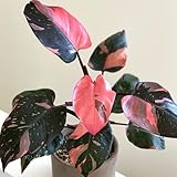 Rare Philodendron Plant Live, 4-9" Tall, No Pot, Philodendron Houseplant (Pink)