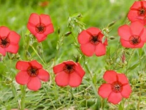 2000+ Samen Roter Lein Linum rubrum Sommer Wildblume Blumenwiese Bienen Cover