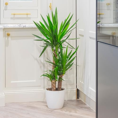 Yucca Plant Elephantipes House Plant - 90cm Tall with 3 Stems Supplied in 21cm Pot