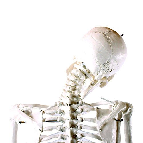 Cranstein Scientific E-123 - Modello anatomico a