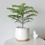 araucaria heterophylla achat La planta de interior más popular, pero a menudo se cultiva en interiores como bonsái;Esta planta también es apta para balcones y terrazas.