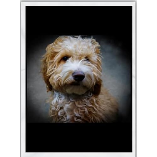 How long do labradoodles grow