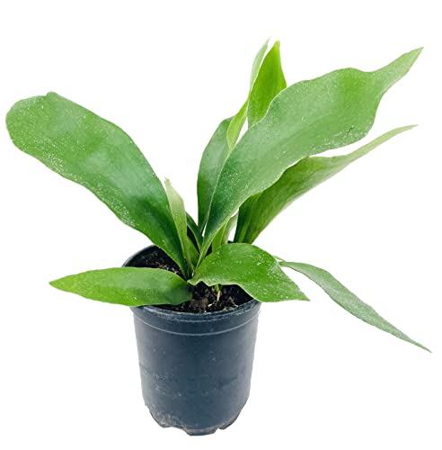 Staghorn Fern - Live Plant in a 4 Inch Pot - Platycerium Bifurcatum - Extremely Rare and Exotic Ferns from Florida