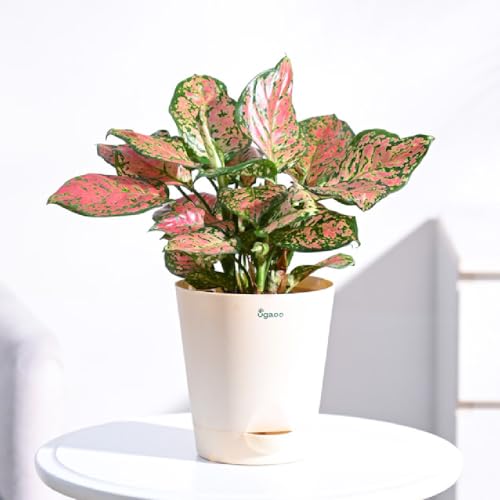 UGAOO Aglaonema Pink Beauty Plant with Self Watering Pot