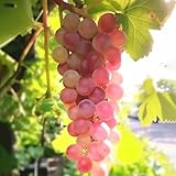 Generic B0GTLJT3Y5 lato 3