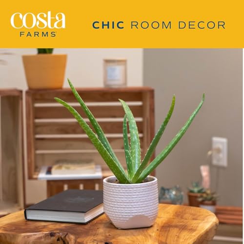Image of Costa Farms Aloe Vera Plant, Live Succulent, Easy Care Indoor Houseplant in Grower Pot, Room Air Purifier, Tabletop, Office, Desk or Home Decor, Housewarming, Garden Gift, 10-Inches Tall