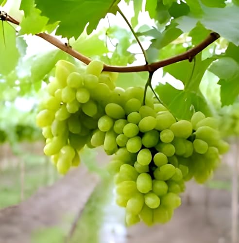 Image of Live Grapes Plant Combo Pack of 3 | Black, Red & Green Fruit-Bearing Grafted Vines | Healthy Saplings for Home Garden, Terrace, Balcony | Organic Grape Plants
