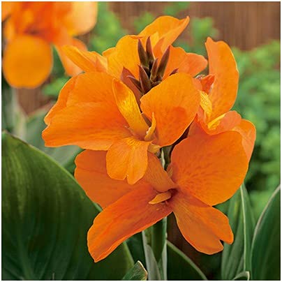 See full amazon price history chart for Bhajanlal Greenery Red Canna Or Canna Lily Live Plant / Canna Lily Flowering Plants / Red Canna Indica Plant With 4 Inches Nursery Pot Bhajanlal Greenery Red Canna Or Canna Lily Live Plant / Canna Lily Flowering Plants / Red Canna Indica Plant With 4 Inches Nursery Pot (B0991HK8B3) Amazon Price History, Amazon Price Tracker