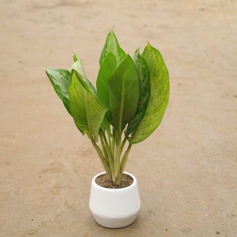 Warad Plants Aglaonema Dove In 6 Inch Classy White Ceramic Table Pot(Any Design)-image-31
