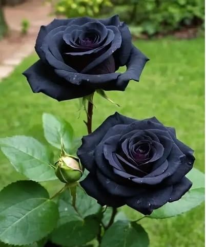 100 Stück Schwarze Rosen-Blumensamen. 100 Stück Schwarze Rosen-Blumensamen.
