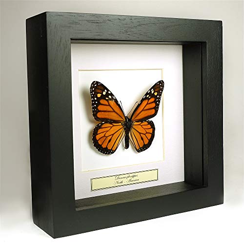 Papillon Monarque sous verre cadre bois noir fait main d'exception - 2