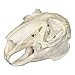 Real Jackrabbit Skull A Quality