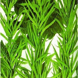 Golden Hills Farm® (AVG 100-1000) seeds Cluster Beans Organic F1 Hybrid Seeds (B0867L896Z) Amazon Price History, Amazon Price Tracker
