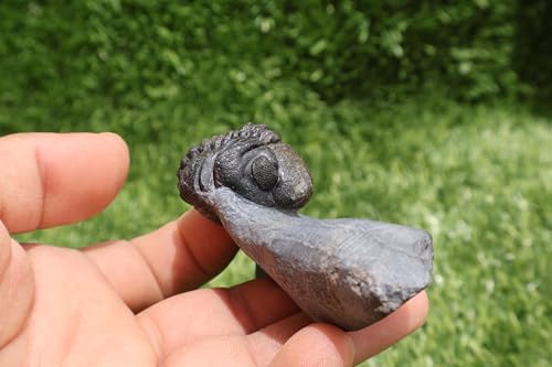 Image of Trilobite Fossil Phacops Trilobite Fossil Trilobites Rock Trilobite Fossils from Morocco Devonian Fossil A270
