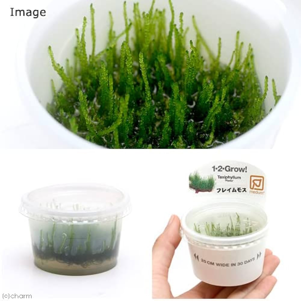 とも　麒麟、セミナロー、プテロプス、みず草2種、フレイムモス とも 麒麟、セミナロー、プテロプス、みず草2種、フレイムモス
