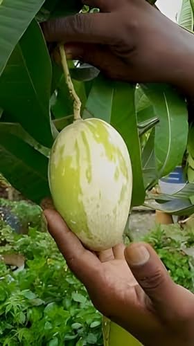 Image of Variegated Mango Live Plant - (Height 2-3 Feet) Ultimate Collection of Chalta Khas Thai Variety - Experience the Unique Beauty and Flavor of These Exquisite Trees for Your Home Garden