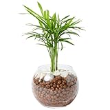 bloomee(ブルーミー) テーブルヤシ 3号 ハイドロカルチャー 観葉植物 本物 ミニ 小型 (虫がわかない 土を使わない) 石 透明 ガラス 白 小粒 (初心者向け) インテリア おしゃれ かわいい 水耕栽培
