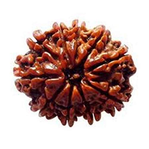 9STARS 10 Mukhi Rudraksha Natural & Real Quality 24.50 MM Natural Nepal Rudraksha by Lab Certified (B07SGR6R9V) Amazon Price History, Amazon Price Tracker