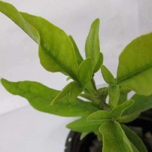 Royal Gardens Bel Tree, Bilva Patra, Bel Patra Plant with Pot Amazon