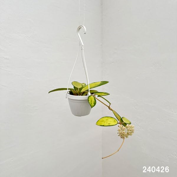 Amazon｜[観葉植物フェア]ホヤ：アクターバリエガータ 3号吊り鉢[希少