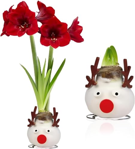Amaryllis in Wachs Reindeer - 1 Wax Amaryllis zwiebel in Großformat 26/30 - Exklusive Blumenzwiebeln Echte Pflanzen und Blumen aus Holland - Hippeastrum Zwiebeln (keine Samen, nicht künstlich) Amaryllis in Wachs Reindeer - 1 Wax Amaryllis zwiebel in Großformat 26/30 - Exklusive Blumenzwiebeln Echte Pflanzen und Blumen aus Holland - Hippeastrum Zwiebeln (keine Samen, nicht künstlich)