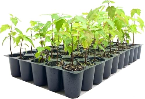 Red Maple Tree | 3 Live Trees | Acer rubrum | Native American Beauty Fast-Growing Shade Tree | Fall Foliage Wildlife-Friendly Habitat