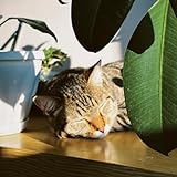 All Cats Are Beautiful