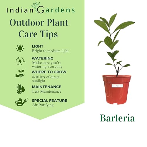 Image of Indian Gardens - Purple Colour Barleria cristata /Decemeber flower plant 6 inch Terracotta Colour Pot