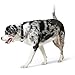 HUNTER Hundehalsung SOFTIE ALU-STRONG, Halsung in Nubukoptik aus Kunstleder, Made in Germany, Alu-Strong Steckverschluss, stufenlos verstellbar, weich & pflegeleicht, Farbe: schwarz, Größe: L