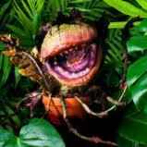 Best types of house plants, ever cover art