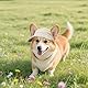Voarge Hunde Baseballmütze, Verstellbar Hundecap mit Ohrlöchern Sonnenhut Sommer Reise Hut, Cord, atmungsaktiv, Hunde-Sonnenhut (Khaki, M)