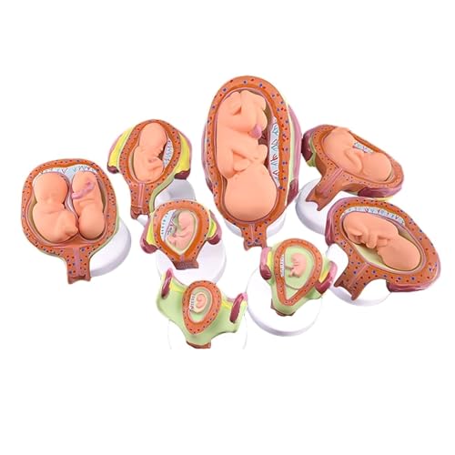 Modelo anatómico de desarrollo fetal humano - Anatomía del embarazo del feto del bebé, Serie de embarazo de laboratorios - Embrionario, Juego de 8 modelos anatómicos for la escuela, la educación